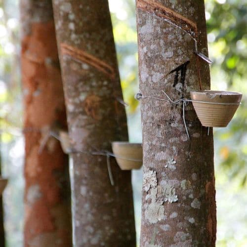 Rubber tree tapping