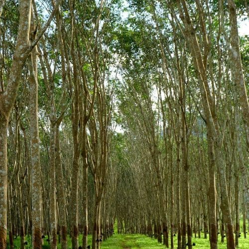 Rubber tree plantation